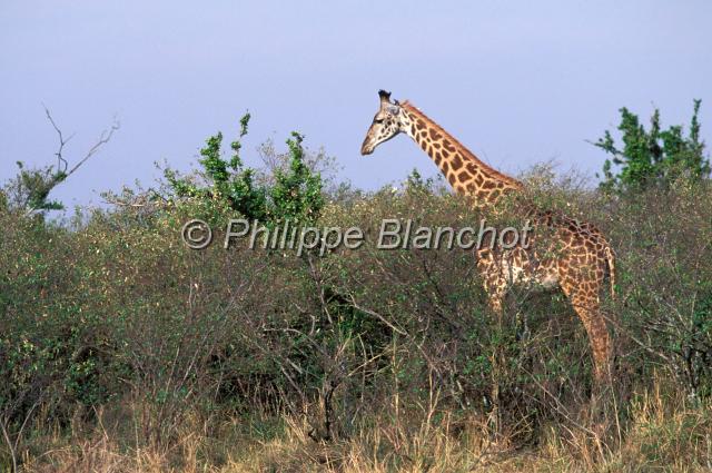 kenya 49.JPG - GirafeGiraffaGiraffa camelopardalisRéserve de Masai MaraMasai Mara National ReserveKenya
